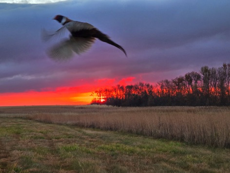 Pheasant flying